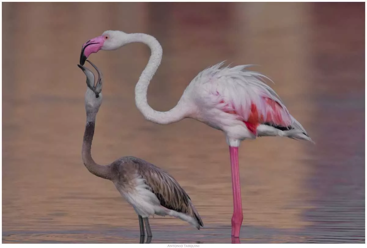 Fenicottero-Tarquini