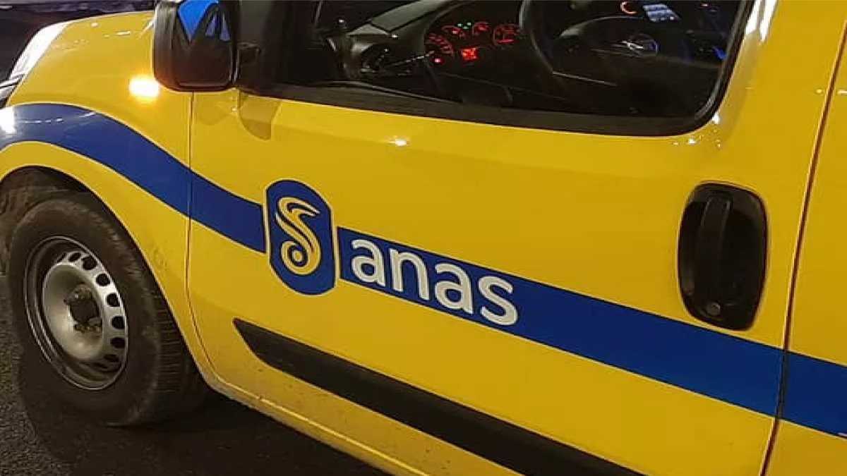 Anas-generica