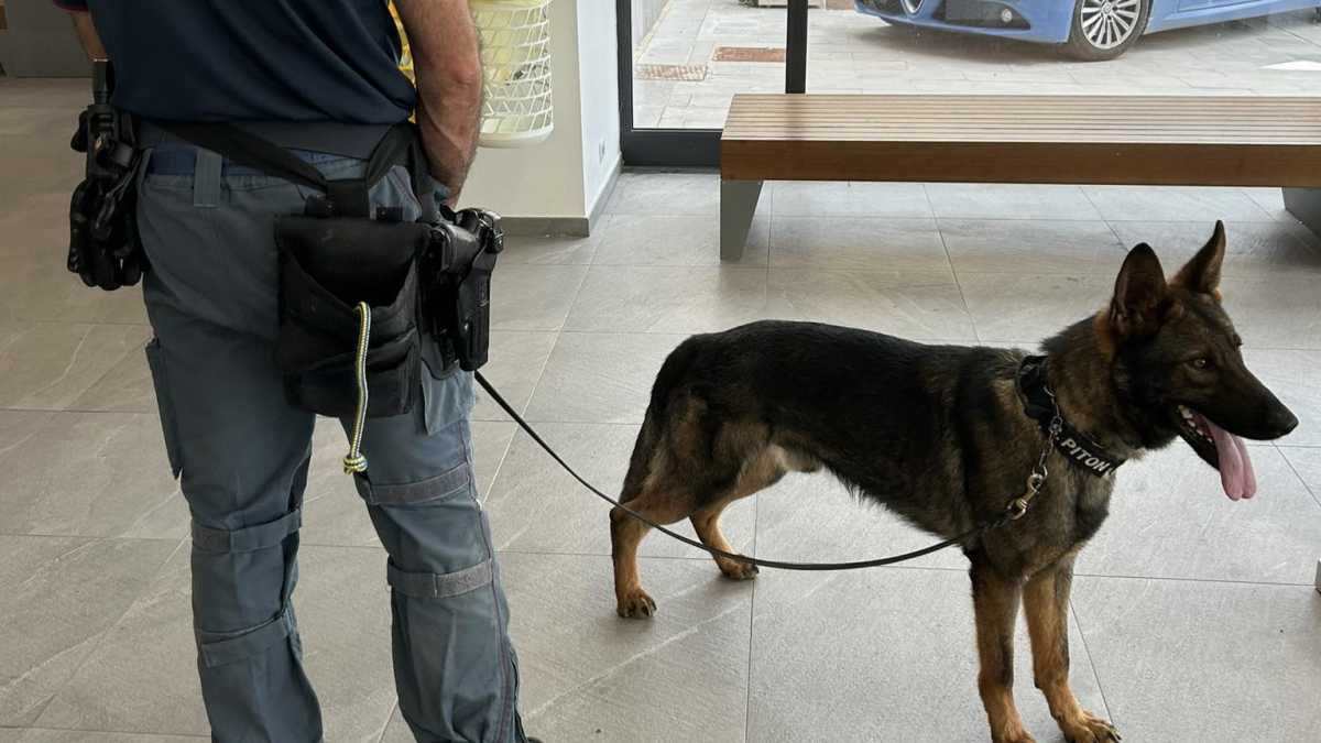 Polizia Cane Polizia-cane