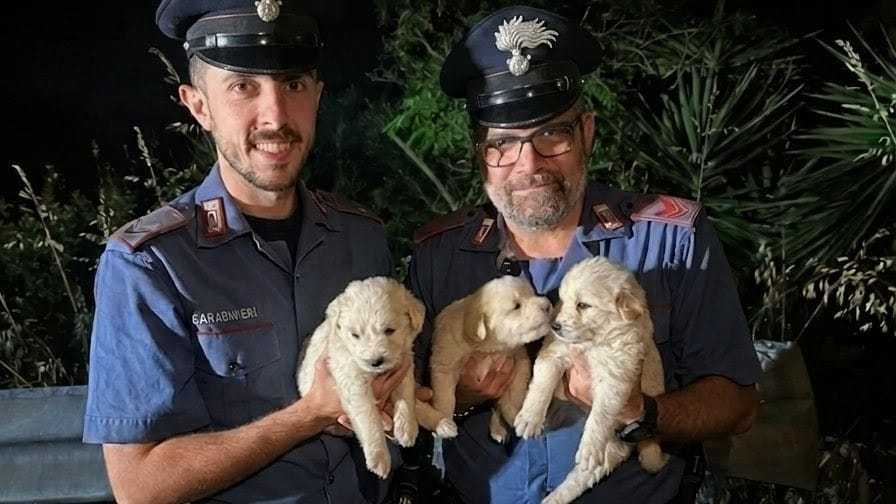 Cuccioli Salvati cuccioli-salvati