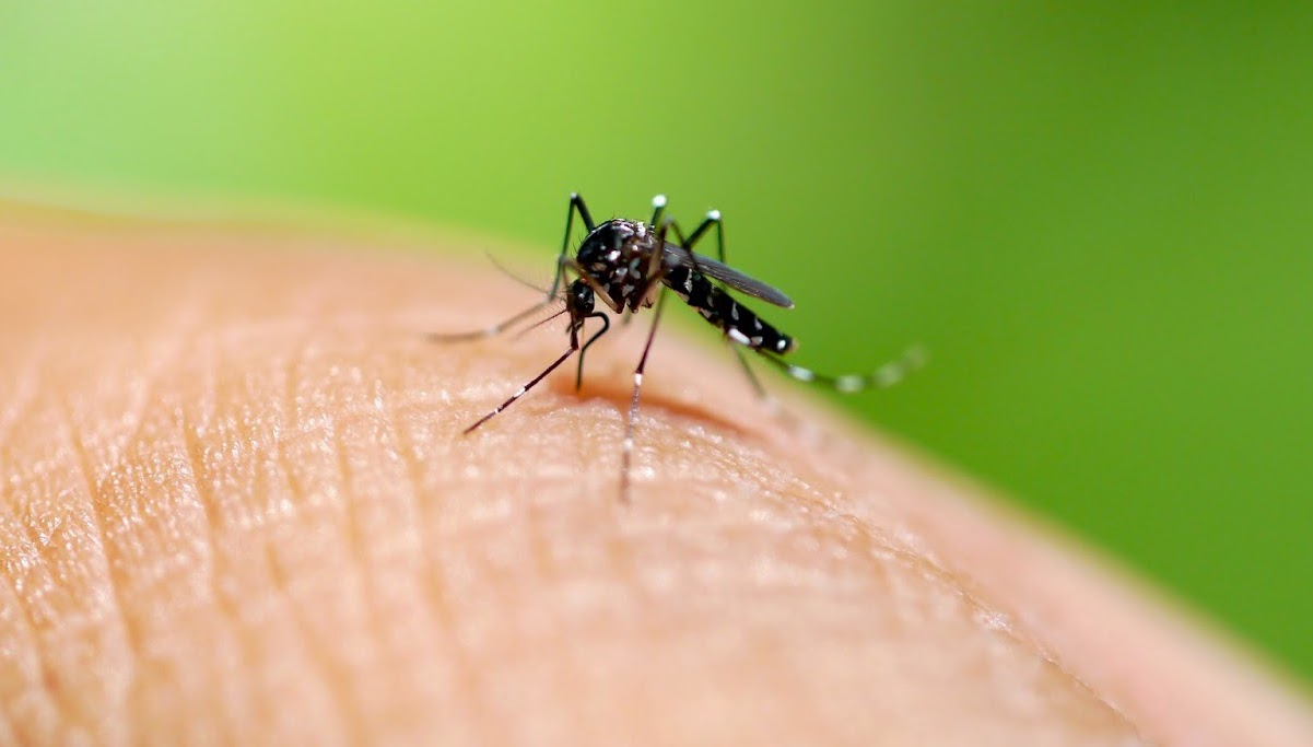 west-nile-virus-oristano-6 west-nile-virus-oristano-6