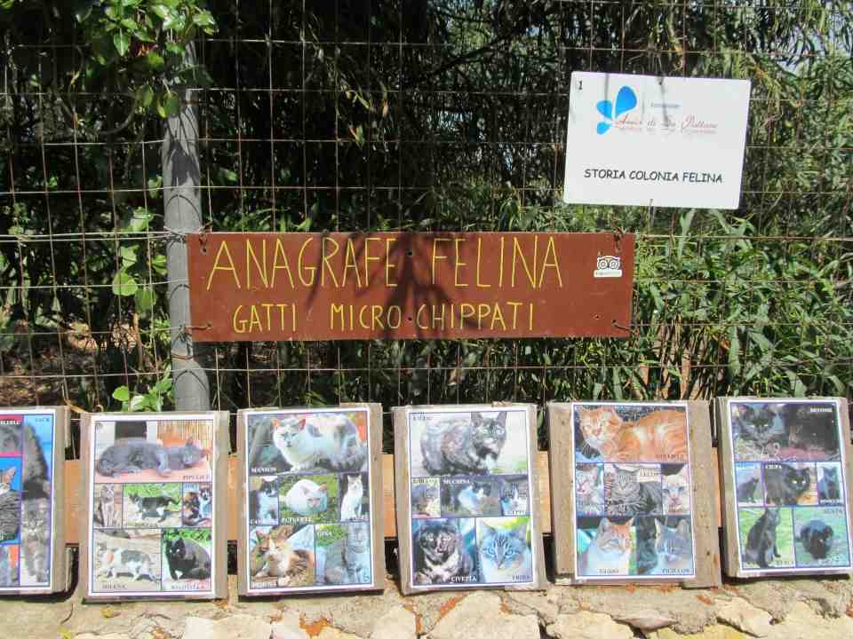 Gatti Di Su Pallosu