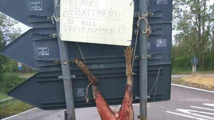 Lupo Appeso