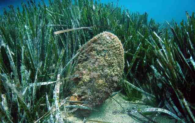 Nacchera