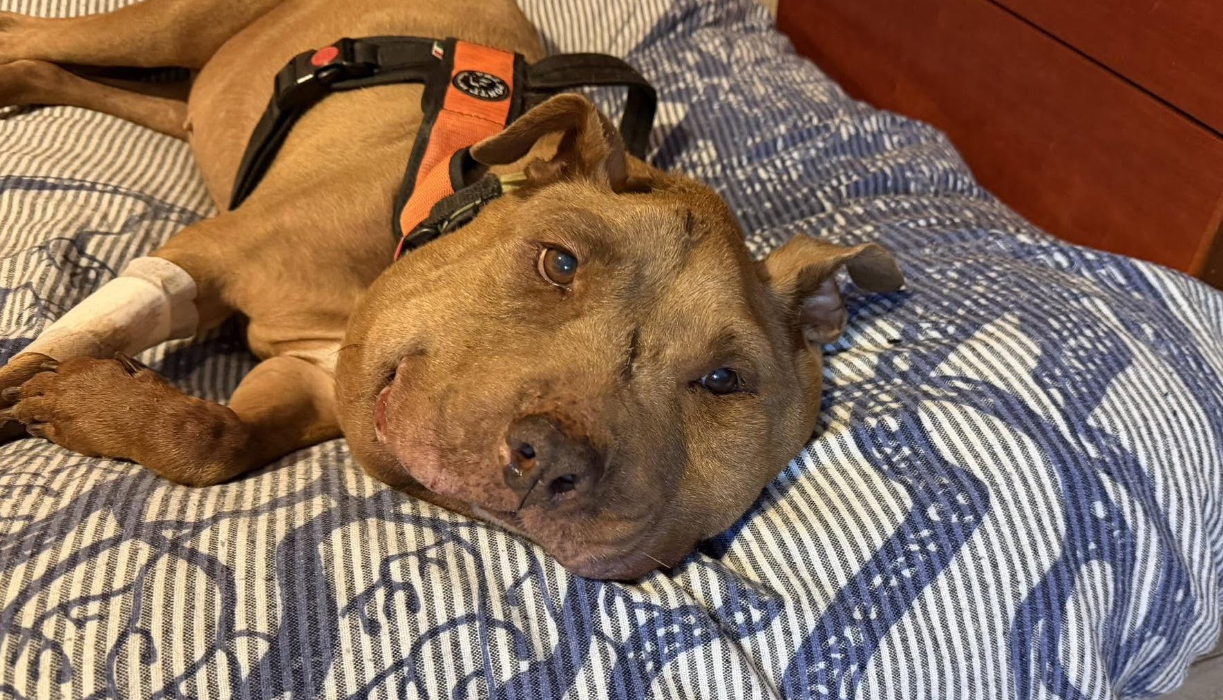 Palla Cagnolina