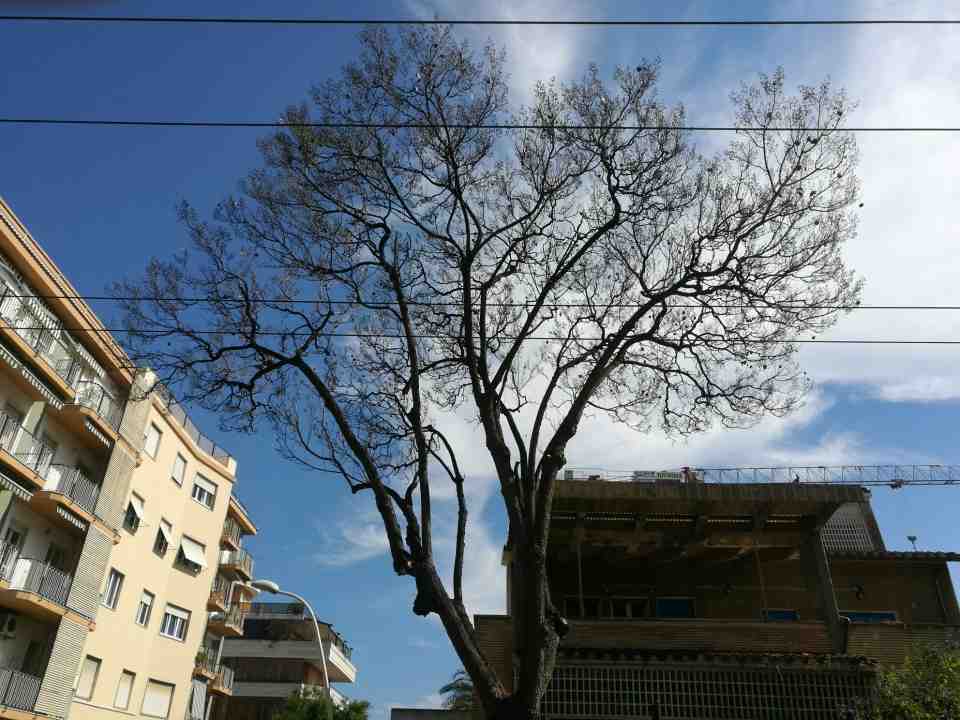 VERDE PUBBLICO ALBERO JACARANDA